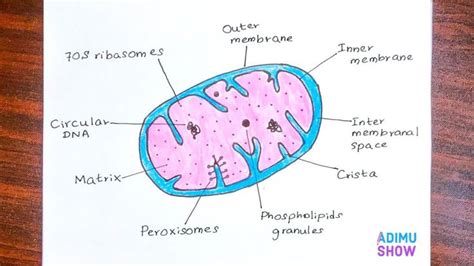 Simple Mitochondria Function Diagram Draw It Neat How To Dr