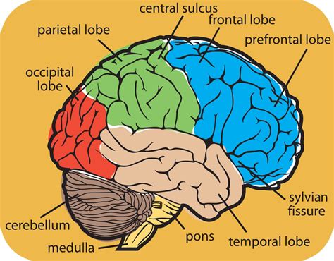 Solved The Diagram Below Shows The Changes In Skull Structure Between