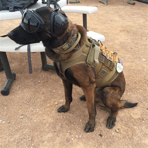 Spotted At Range Day A Four Year Old Belgian Malinois And Service Dog