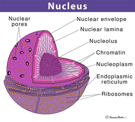 Structure Of Cell Nucleus