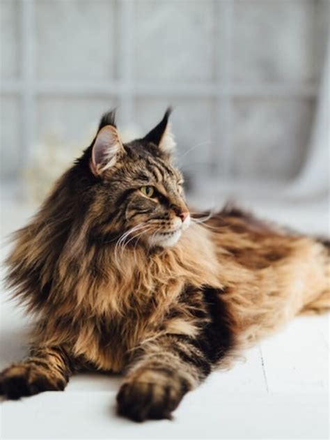 The Ultimate Guide To Owning A Majestic Maine Coon Cat