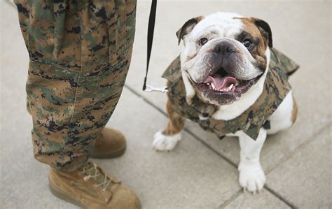 The Ultimate Guide To The Marine Corps Devil Dog: 10+ Tips For Success