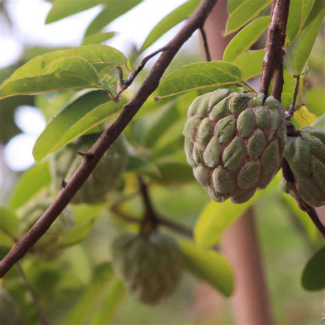 The Ultimate Month By Month Guide To Custard Apple Orchard Management