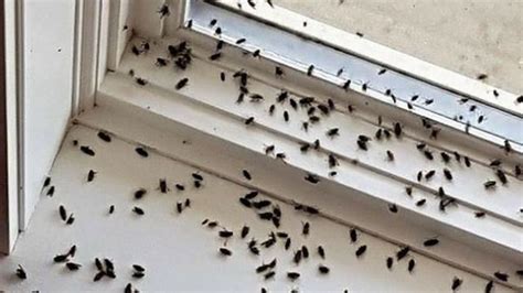 Tiny Black Flying Bugs Inside House Bios Pics