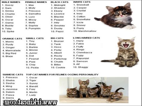 Top Unique Male Kitten Names Guide Irkincat Com Irkincat Com