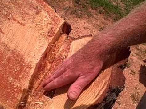 Tree Cutting 101 Make A Perfect Hinge Youtube