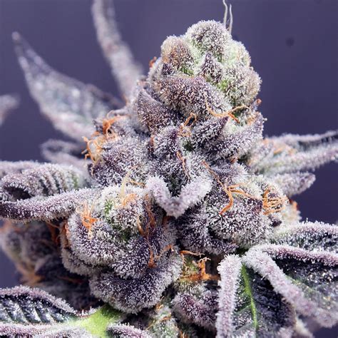 Tropicana Cookies Purple Strain Autoflower Seeds The Seed Pharm