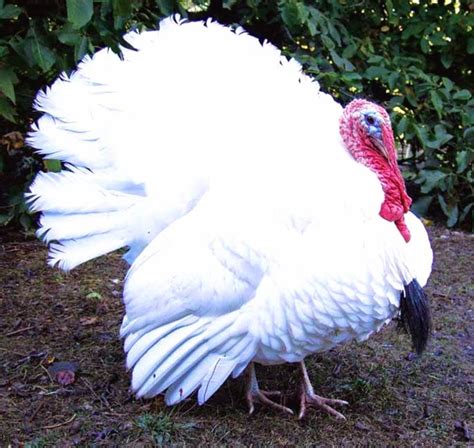 Turkey Breeds Modern Farming Methods