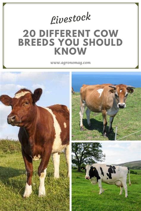 Types Of Cows 20 Different Cow Breeds You Should Know