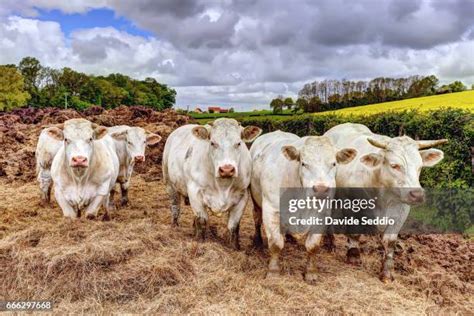 Ultimate Guide To Charolais Cattle's Top Uses