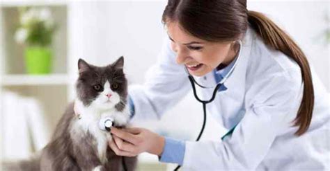 What Are The Different Types Of Veterinarians And What They Do