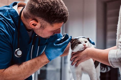 What Are The Different Types Of Veterinarians Animal Care Center