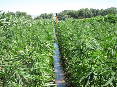 What Farmers Need To Know About Growing Hemp Successful Farming