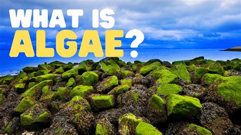 What Is Algae What Are The Uses Of Algae Learn About The