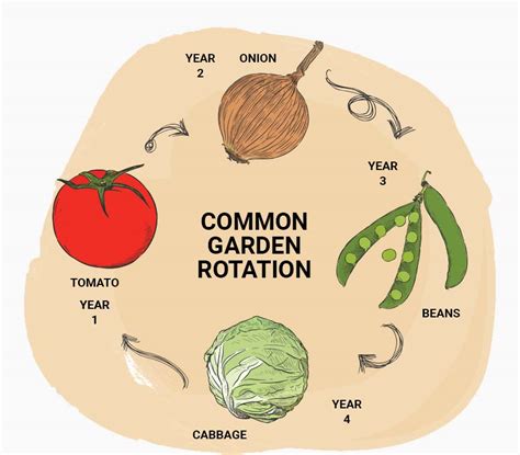 Why Crop Rotation Is Essential Living Color Garden Center