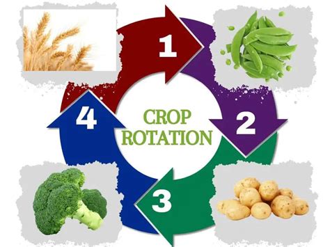 Why Crop Rotation Is Important Benefits And 5 Systems